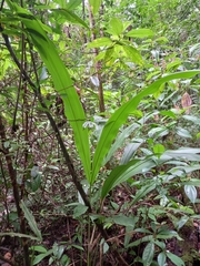 Cyclanthus bipartitus