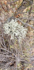 Ramalina canariensis