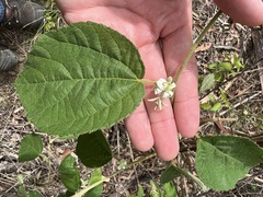 Grewia latifolia