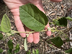 Grewia latifolia