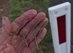 Urochloa mosambicensis