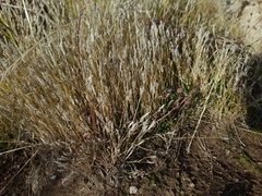 Austrostipa rudis