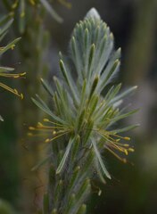 Ptilotus polystachyus