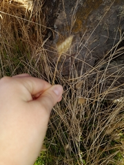 Austrostipa rudis
