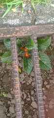 Chrysothemis pulchella