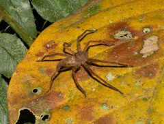 Sparassidae