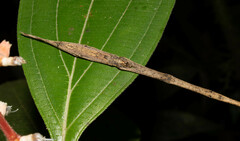 Deinopis