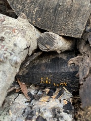 Dacrymycetaceae