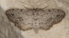 Pimaphera sparsaria