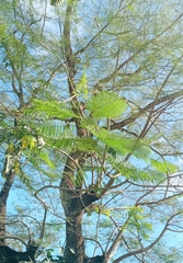 Schizolobium parahyba