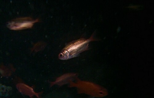 Panamic Soldierfish