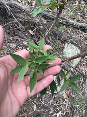 Wikstroemia indica
