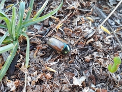 Anomala testaceipennis