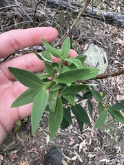 Wikstroemia indica