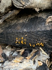 Dacrymycetaceae