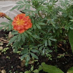 Tagetes