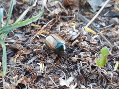 Anomala testaceipennis