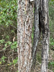 Allocasuarina torulosa