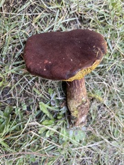Aureoboletus mirabilis