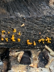 Dacrymycetaceae