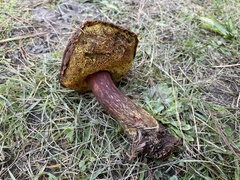 Aureoboletus mirabilis