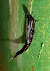 Atractocerus brasiliensis