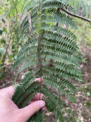 Jacaranda mimosifolia