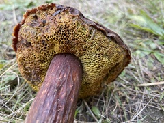 Aureoboletus mirabilis