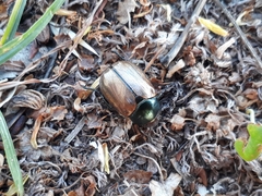 Anomala testaceipennis