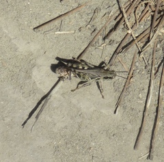 Melanoplus devastator