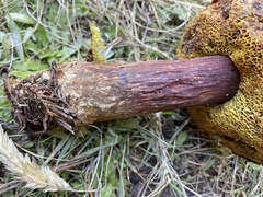 Aureoboletus mirabilis
