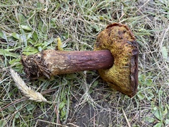 Aureoboletus mirabilis