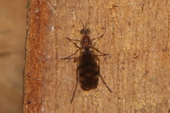 Sylvicola notatus