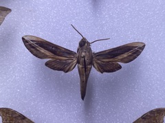 Xylophanes thyelia