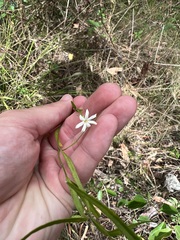 Jasminum simplicifolium