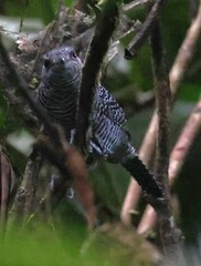 Cymbilaimus lineatus