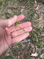 Jasminum simplicifolium
