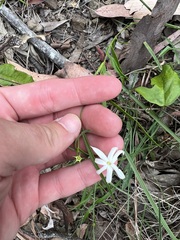 Jasminum simplicifolium