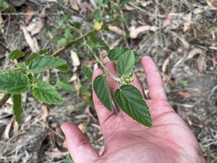 Sida cordifolia