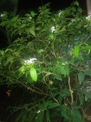 Gentianales