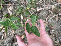 Sida cordifolia
