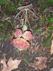 Phragmidium violaceum