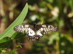 Papilio anactus