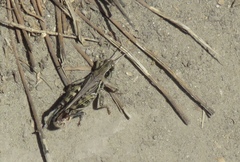 Melanoplus devastator