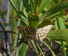 Elophila ekthlipsis