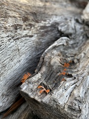 Dacrymyces