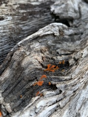 Dacrymyces