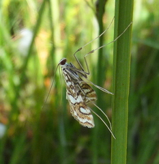 Elophila ekthlipsis