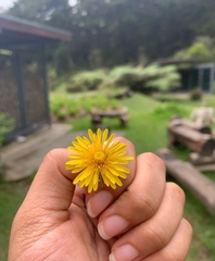 Taraxacum ceratophorum