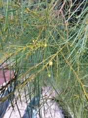 Acacia euthycarpa